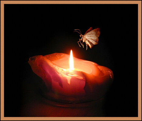 Moths Moths