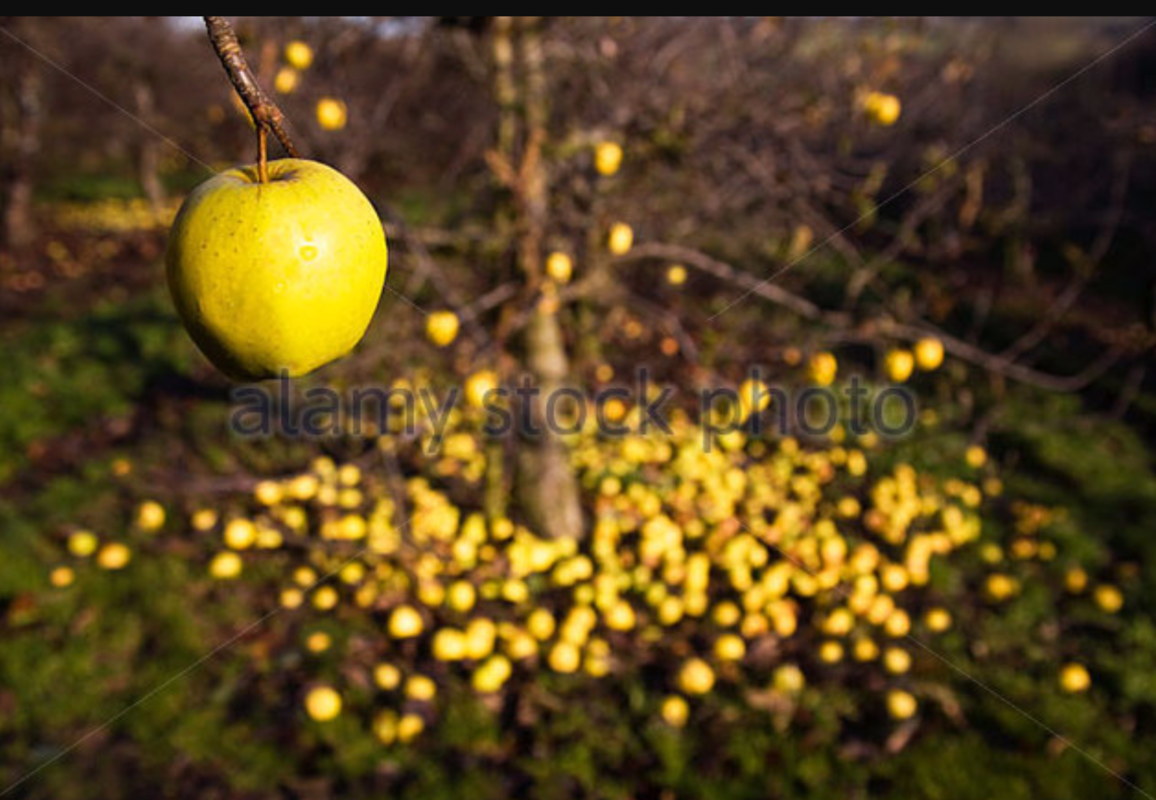 We Ripe And Rotten Fruit 