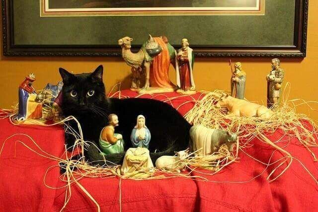 Cat in the crib Cat in the crib