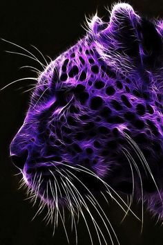 My Love Is Like A Purple Jaguar