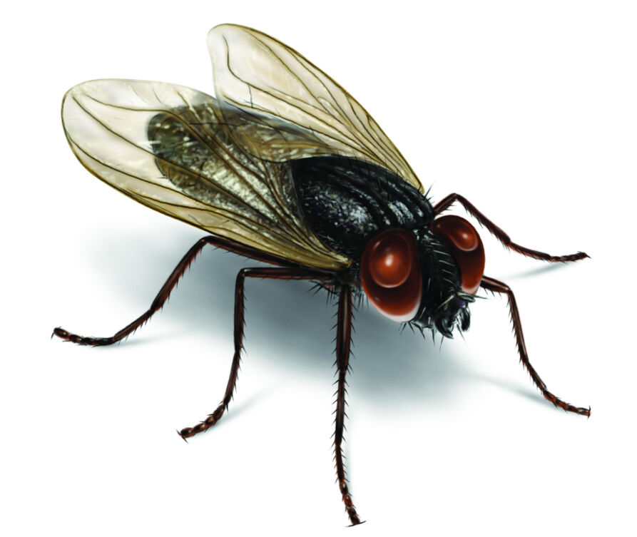 House Flies House Flies