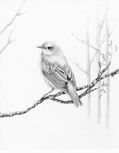 Little Bird Little Bird