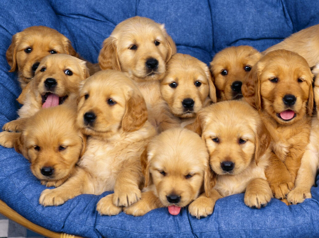 Happy As A Gang Of Puppies