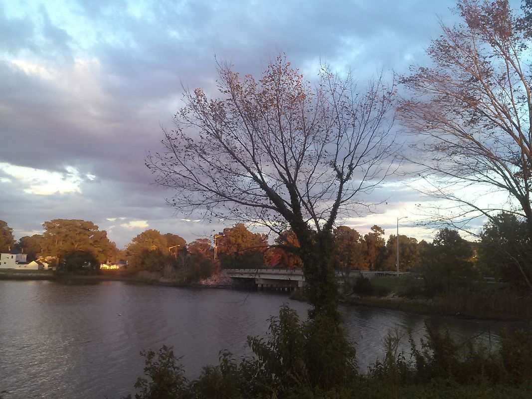 Trees by the water