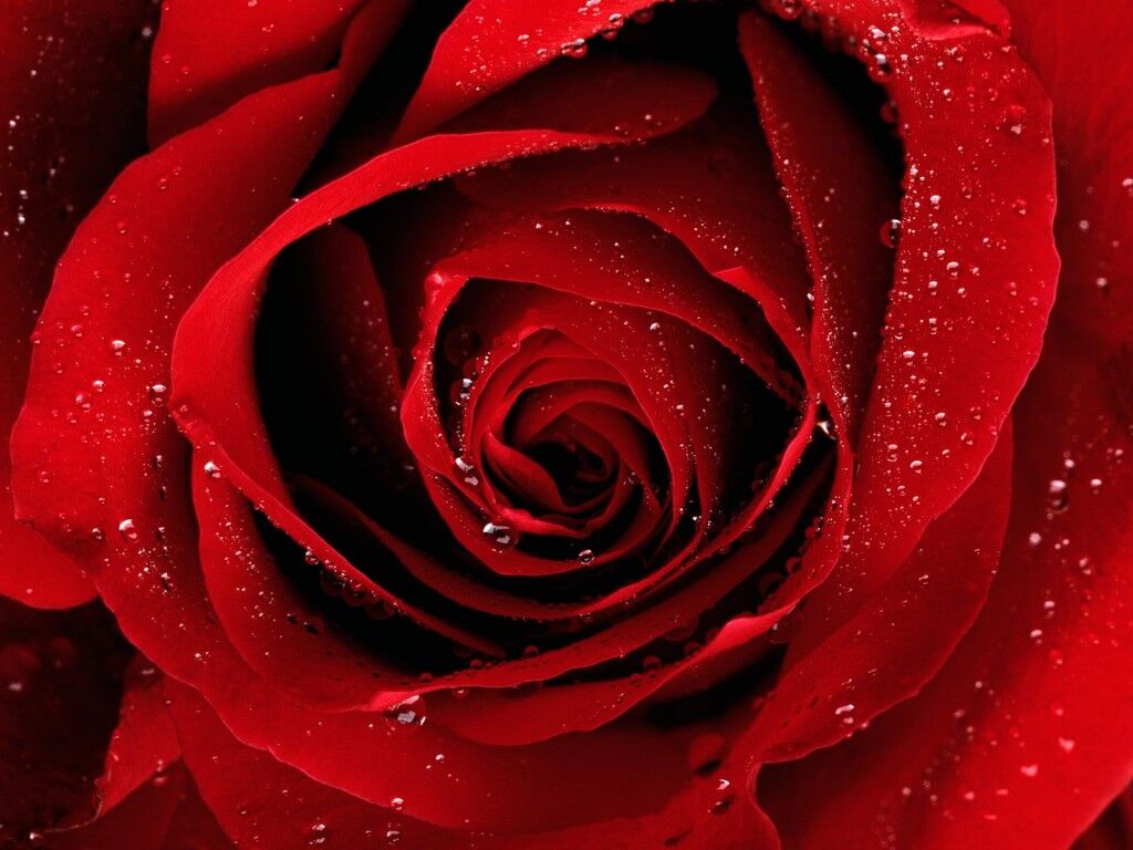 Glory Of Love