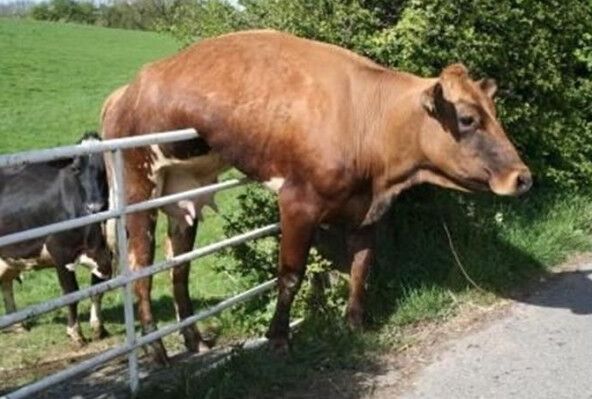 Dumb Animals