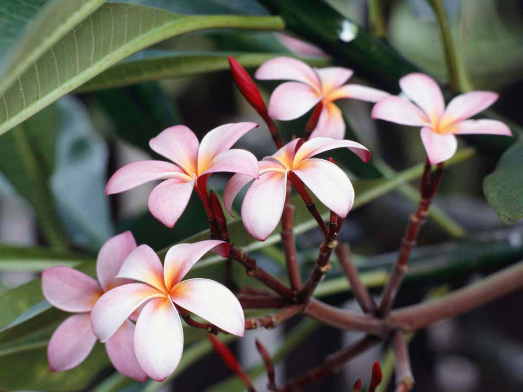 Flowers Are Made To Be Seen