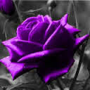 The Most Beautiful Rose