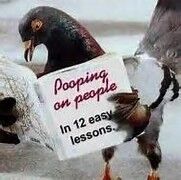 Life&#039;s Like A Birdie (the annoying, part 1)