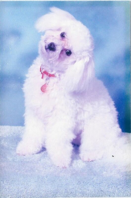 Adios My Angel
