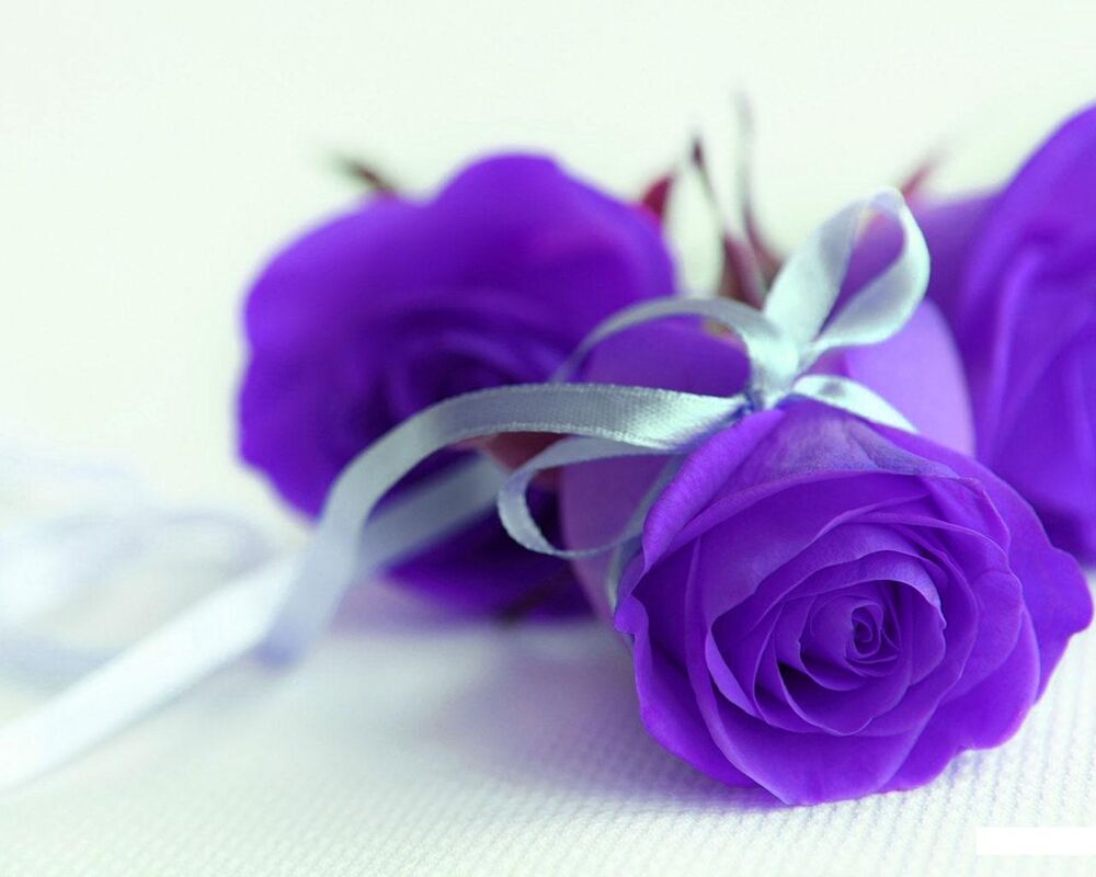 My Sweet Purple Rose