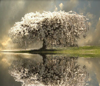 Reflections Of Life
