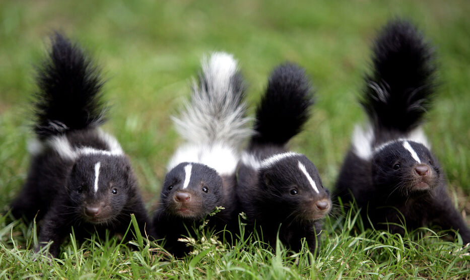 Four Little Stinkers