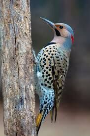 SPARROWSONG AND FLICKER SPARROWSONG AND FLICKER