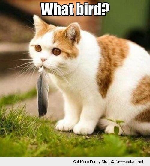 PRETTY LITTLE KITTY PRETTY LITTLE KITTY