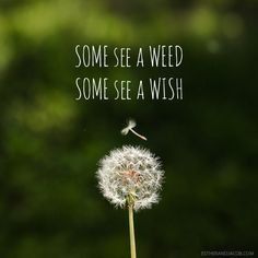 Beauty in Everything