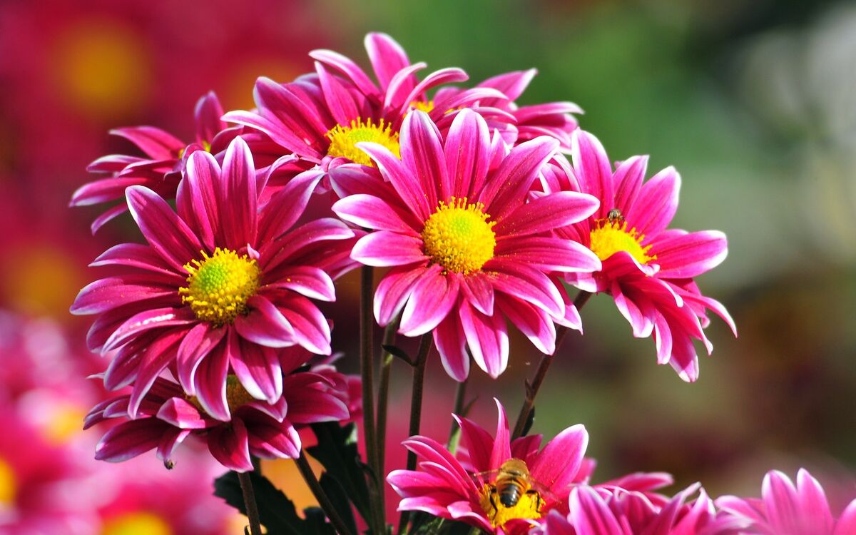 A Flower