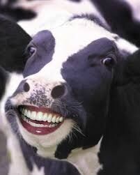 a cows life?