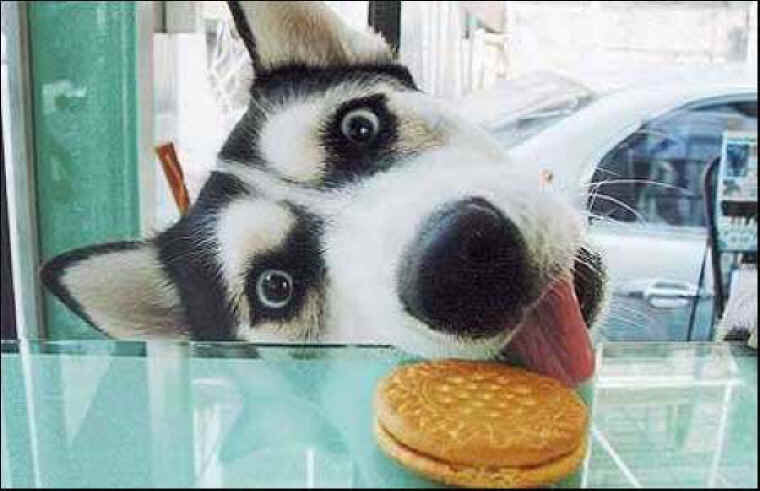 &quot; I,LL RISK IT, FOR A BISCUIT !?&quot;X