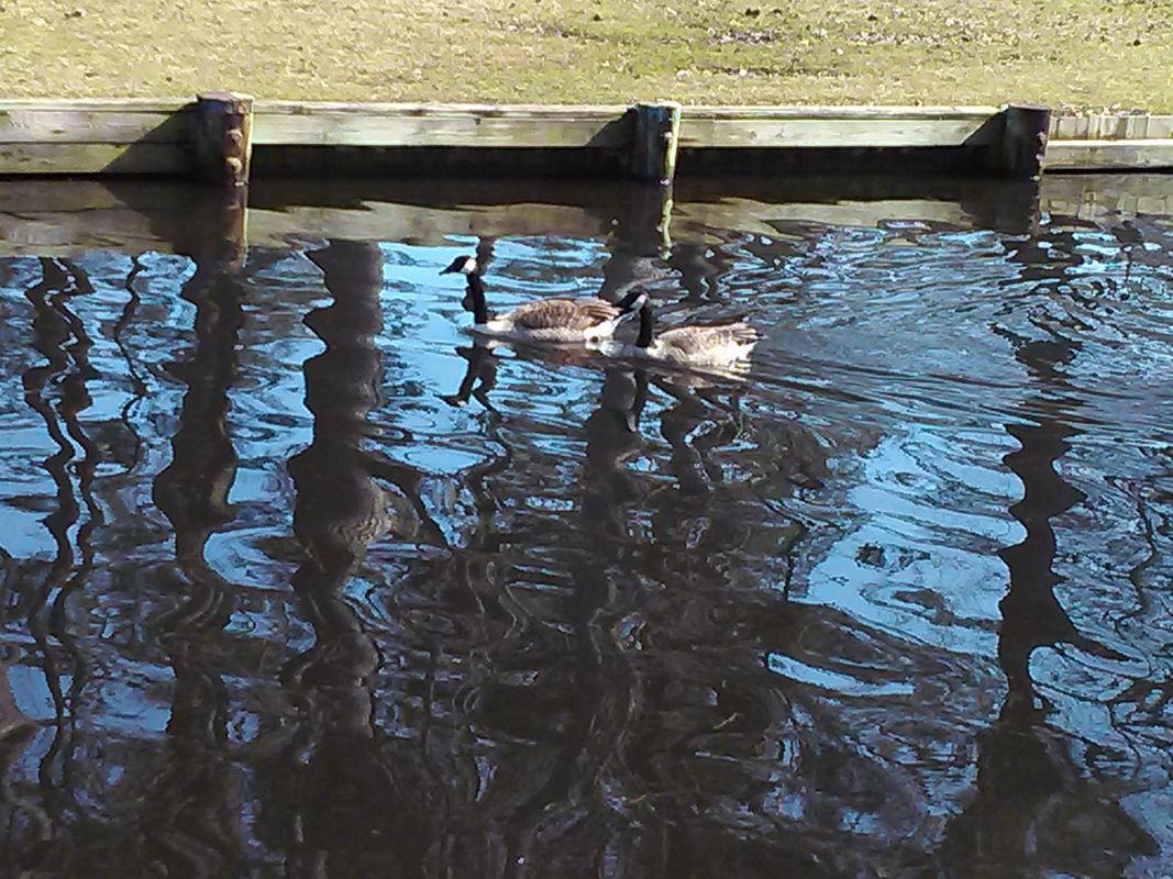 Geese, Pond Reflection