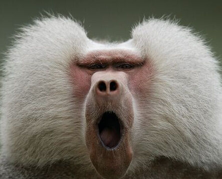 A Filthy Rich Baboon