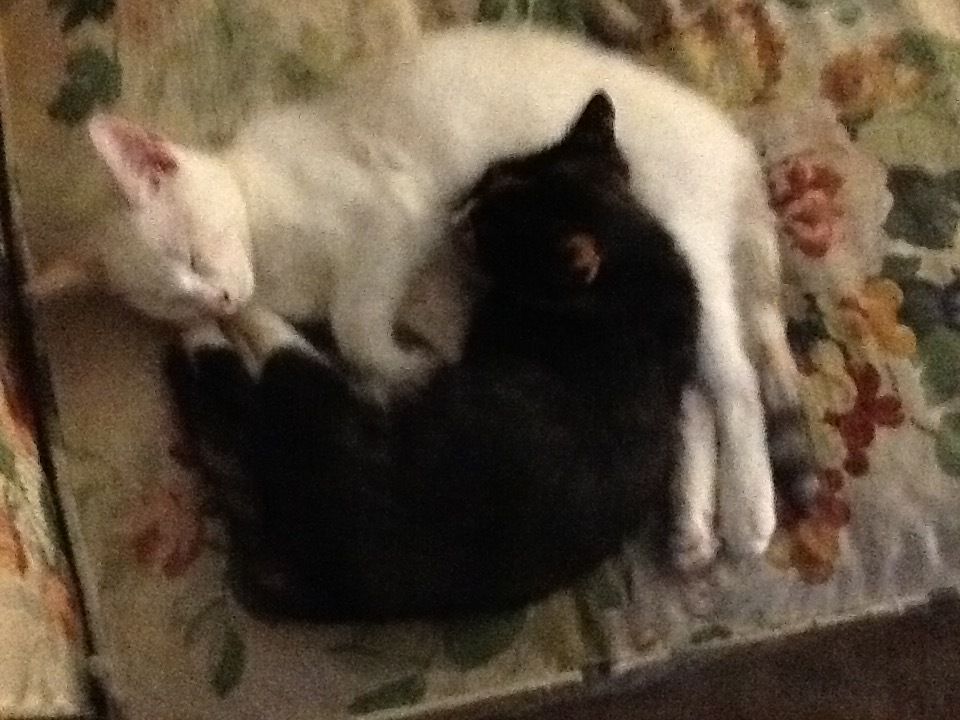 Meala and RuRu