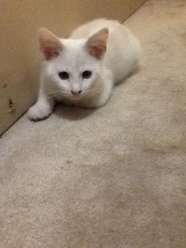 Meala&#039;s about to attack!