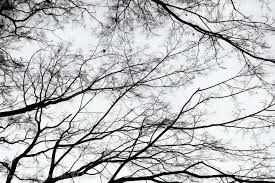 Lingering Winter