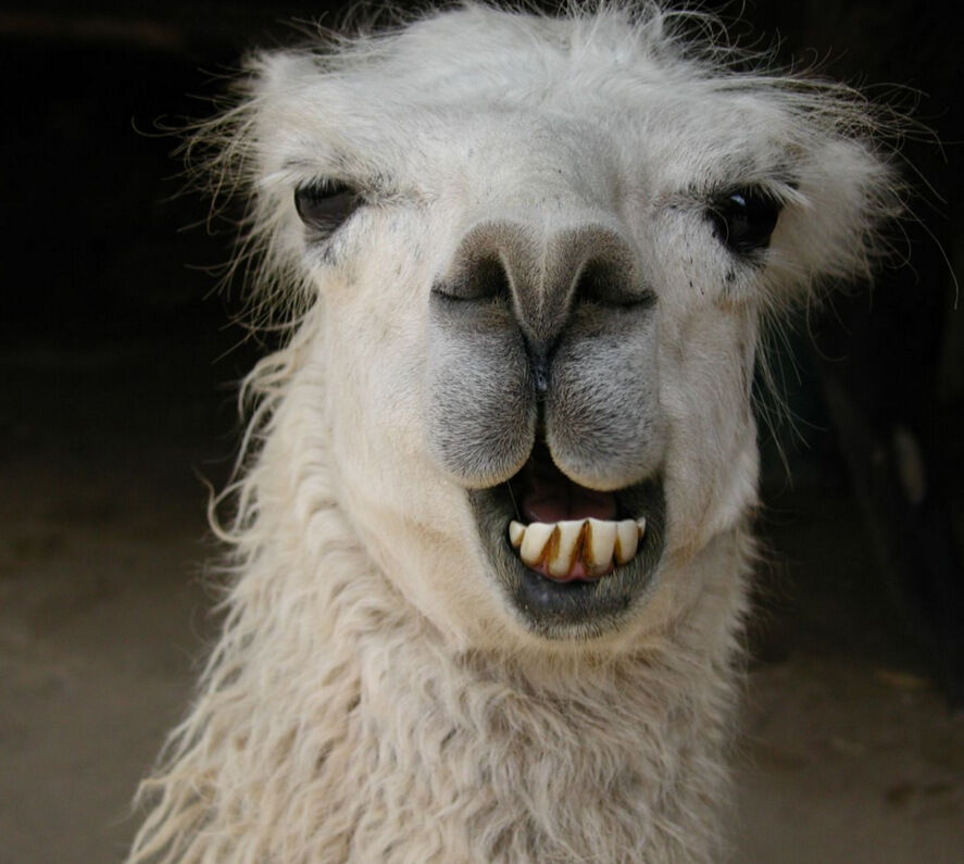 Have You Hugged A Llama Today?
