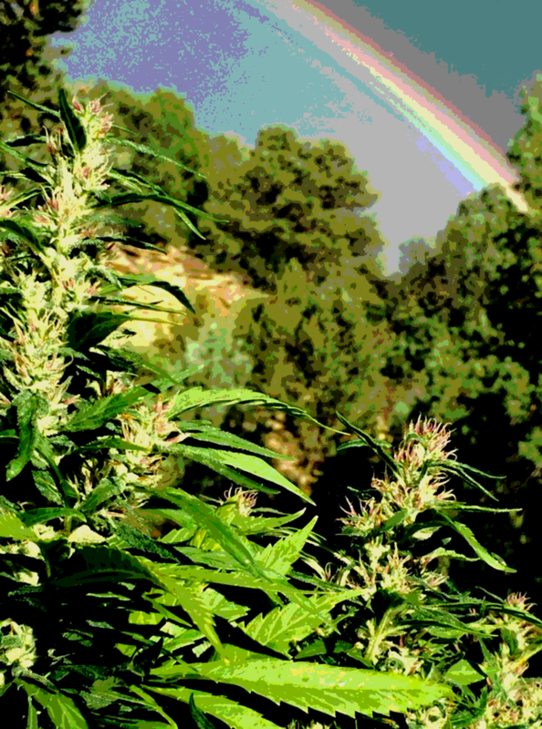 The Emerald Triangle 