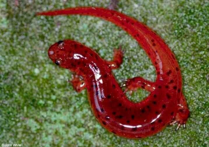 Red Salamander