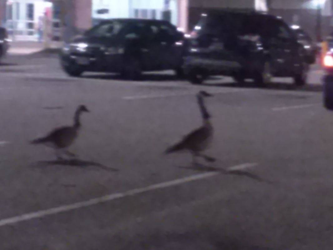 Geese in Parking Lot