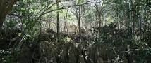 How can tourism positively affect the conservation of forests? How can tourism positively affect the conservation of forests?