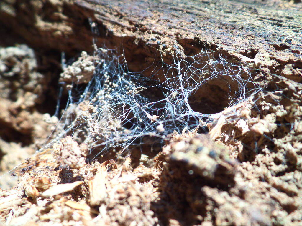 Spider Web 