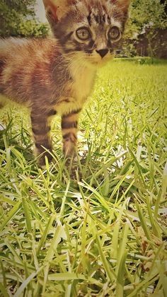 Kitty 
