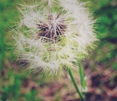 Dandelion 