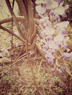 Vines 