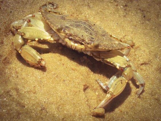 Crab