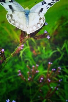 Butterfly, Fly Away!