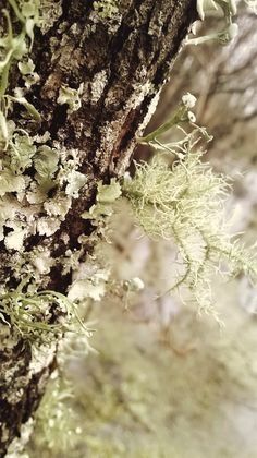Tree Bark 