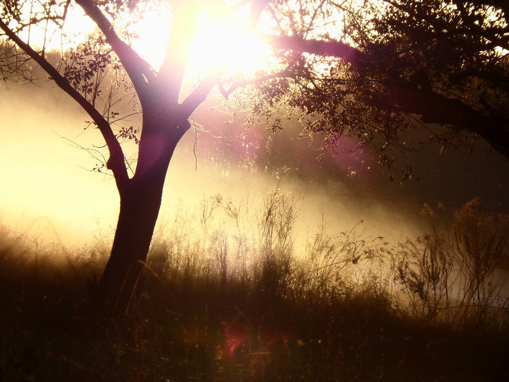 Over the Fog 