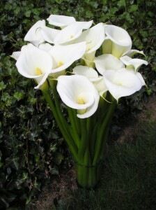 A Passion Dream of the Flower