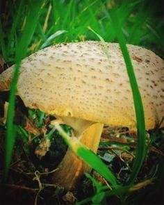 Mushroom 