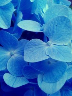 Blue Flower 