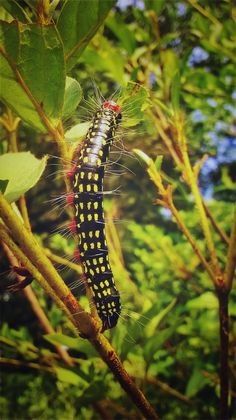 Growth Of A Butterfly 