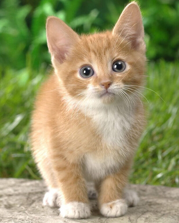 Miss Kitty