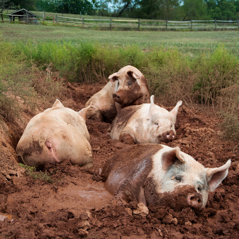 The Pig