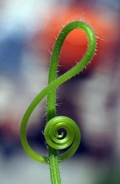 Nature`s Music