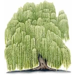 Willow Tree