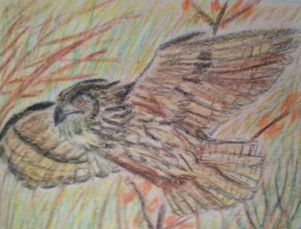 Owl Flying
